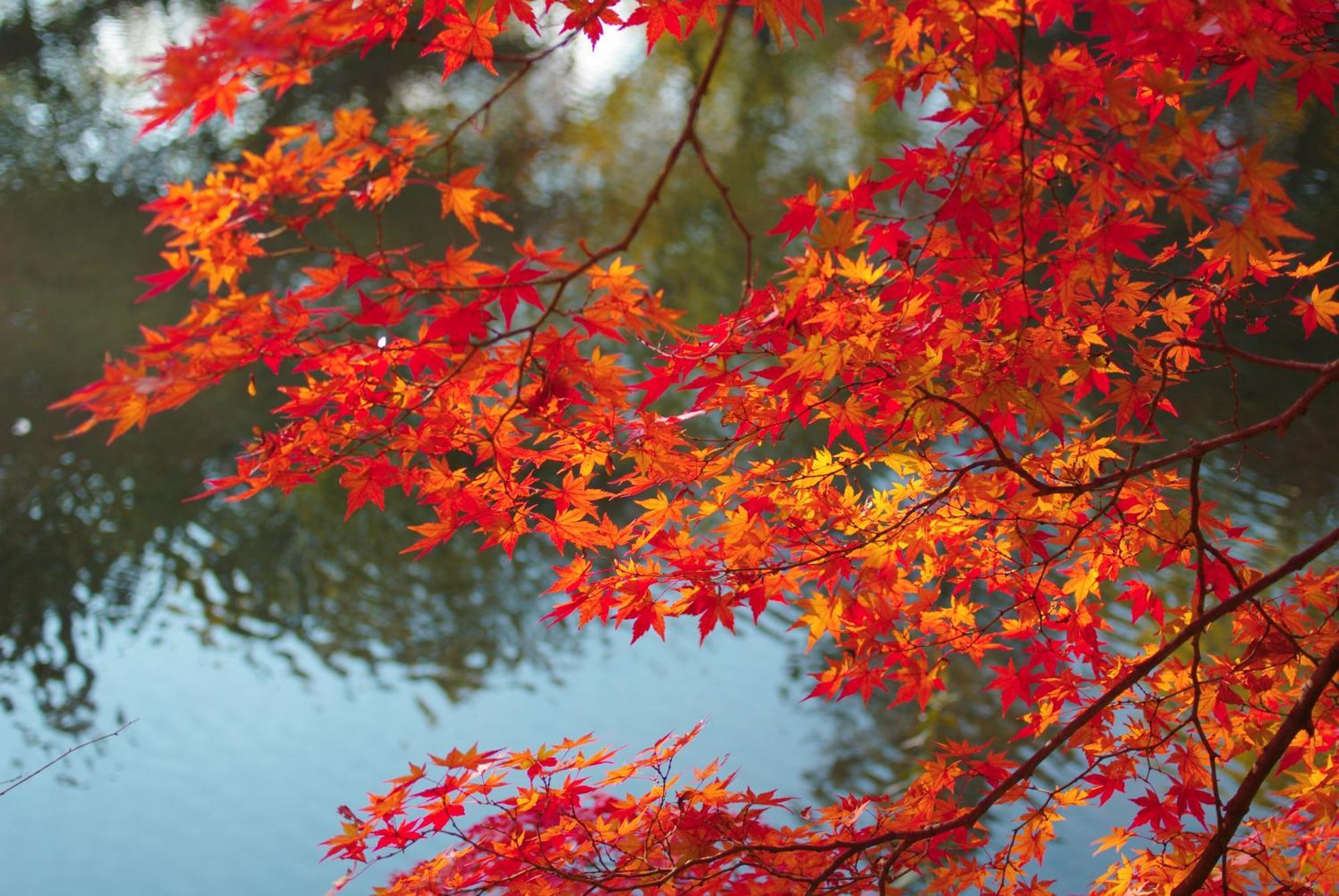 Stay Sakura Kyoto Nijo Castle West I Екстериор снимка